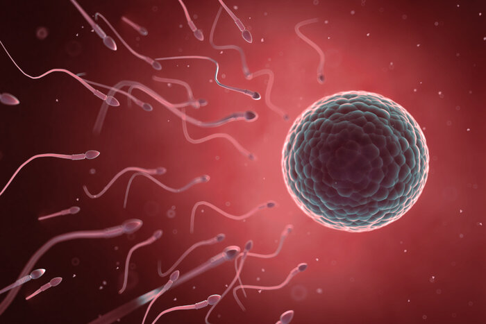 Koliko dugo žive jajna stanica i spermij?