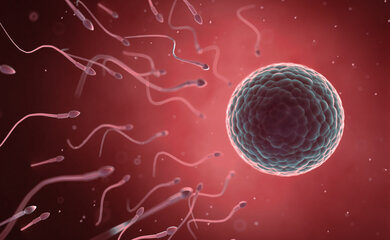 Koliko dugo žive jajna stanica i spermij?